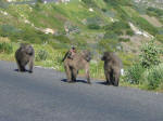 Baboons
